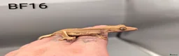 Gecko reptiles for sale: Red Lily White Crested Gecko CB25  - Advert 5