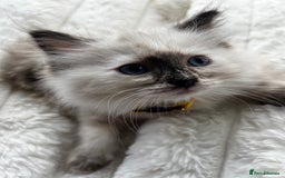 Ragdoll cats for sale: 3 STUNNING RAGDOLL KITTENS AVAILABLE - Image 6
