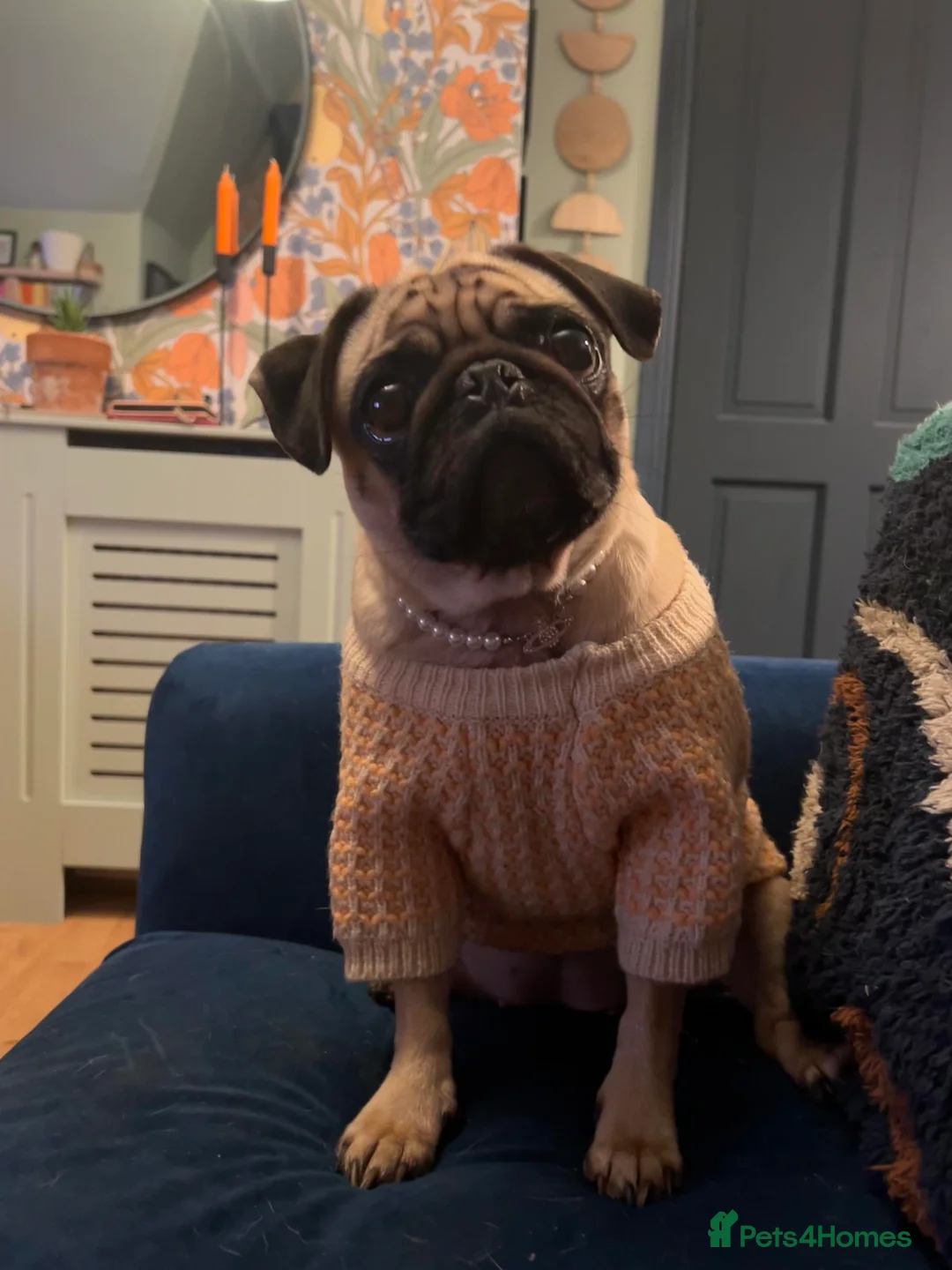 Pug dogs for sale: Gentle pug looking for new family x - Advert 2