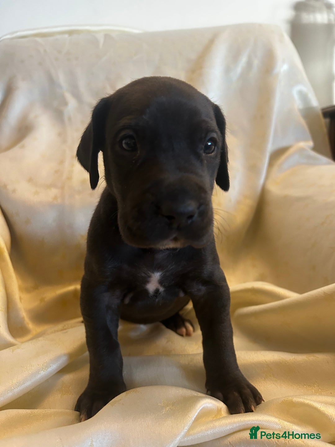 Great Dane dogs for sale: READY NOW… 3 BLACK GIRLS AVAILABLE  - Advert 15