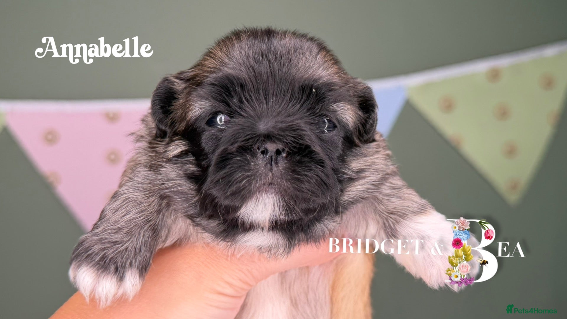 Pekingese dogs Fawn girl & boy kc reg licensed breeder - Advert 14