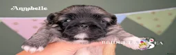 Pekingese dogs for sale: Fawn girl & boy kc reg licensed breeder - Advert 1