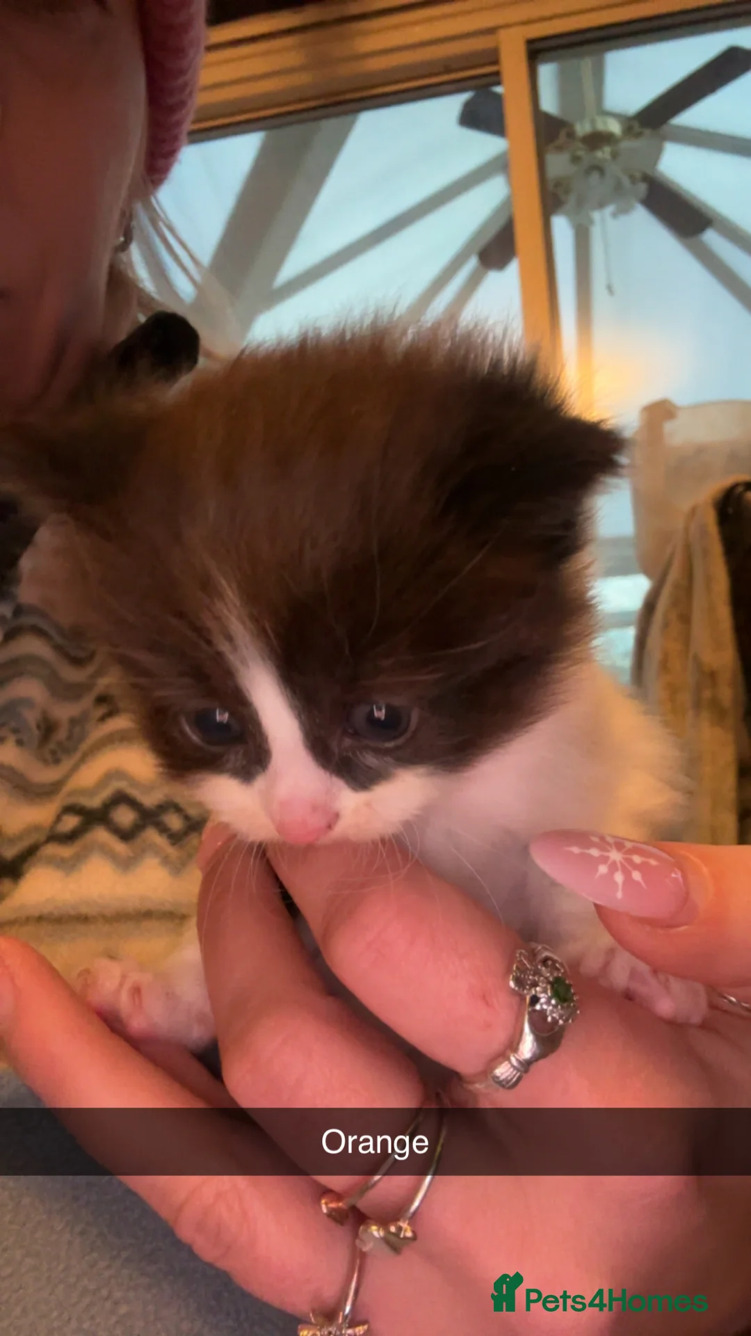 Domestic Shorthair cats for sale: 4 Tuxedo Kittens - Advert 15