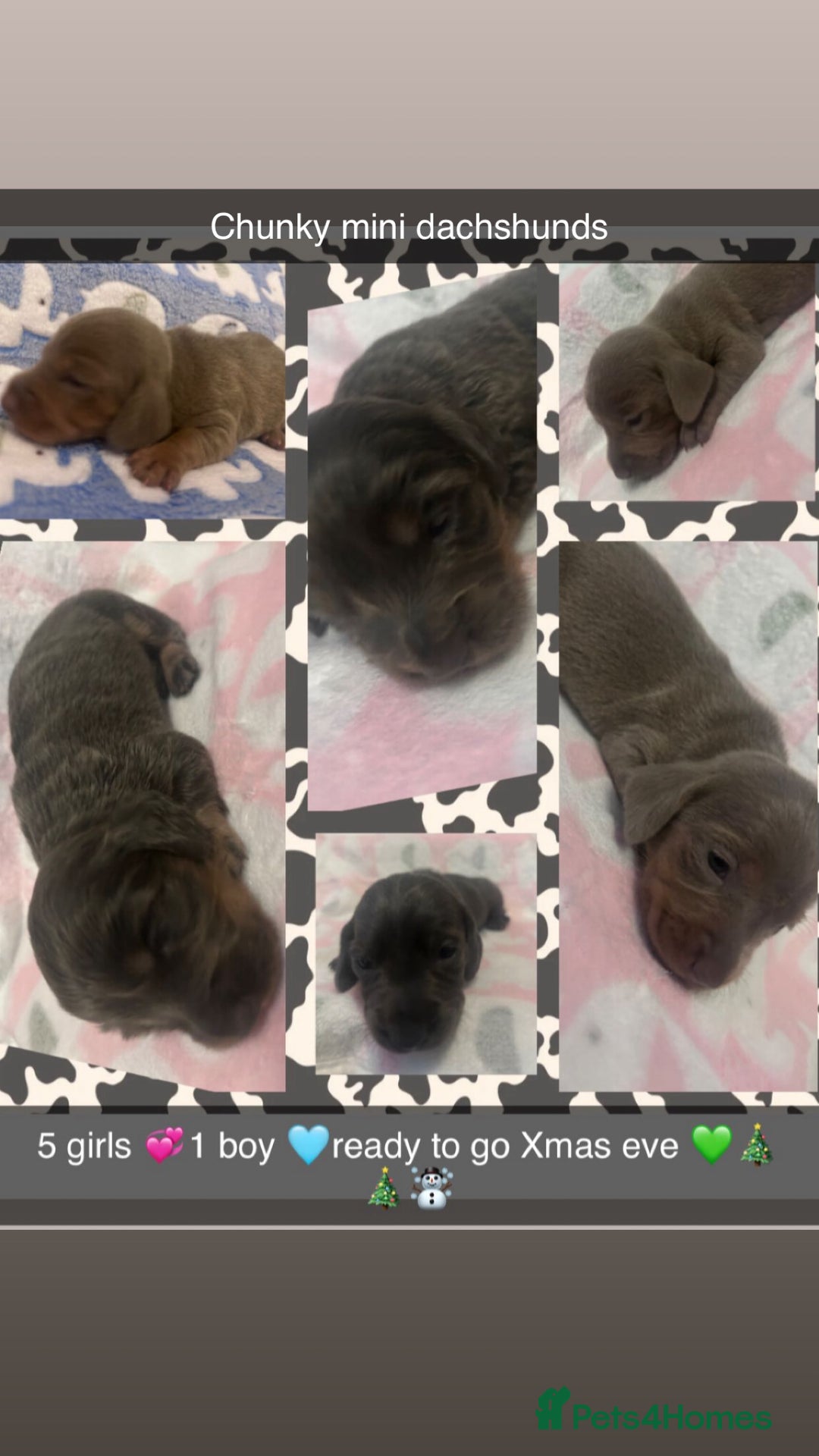 Miniature Dachshund dogs for sale: Mini dachshunds 💚🫶🏻 ready 24th December 🎄🎄 - Advert 7