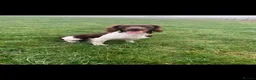 English Springer Spaniel dogs for stud: KC English springer spaniel at stud  - Advert 4