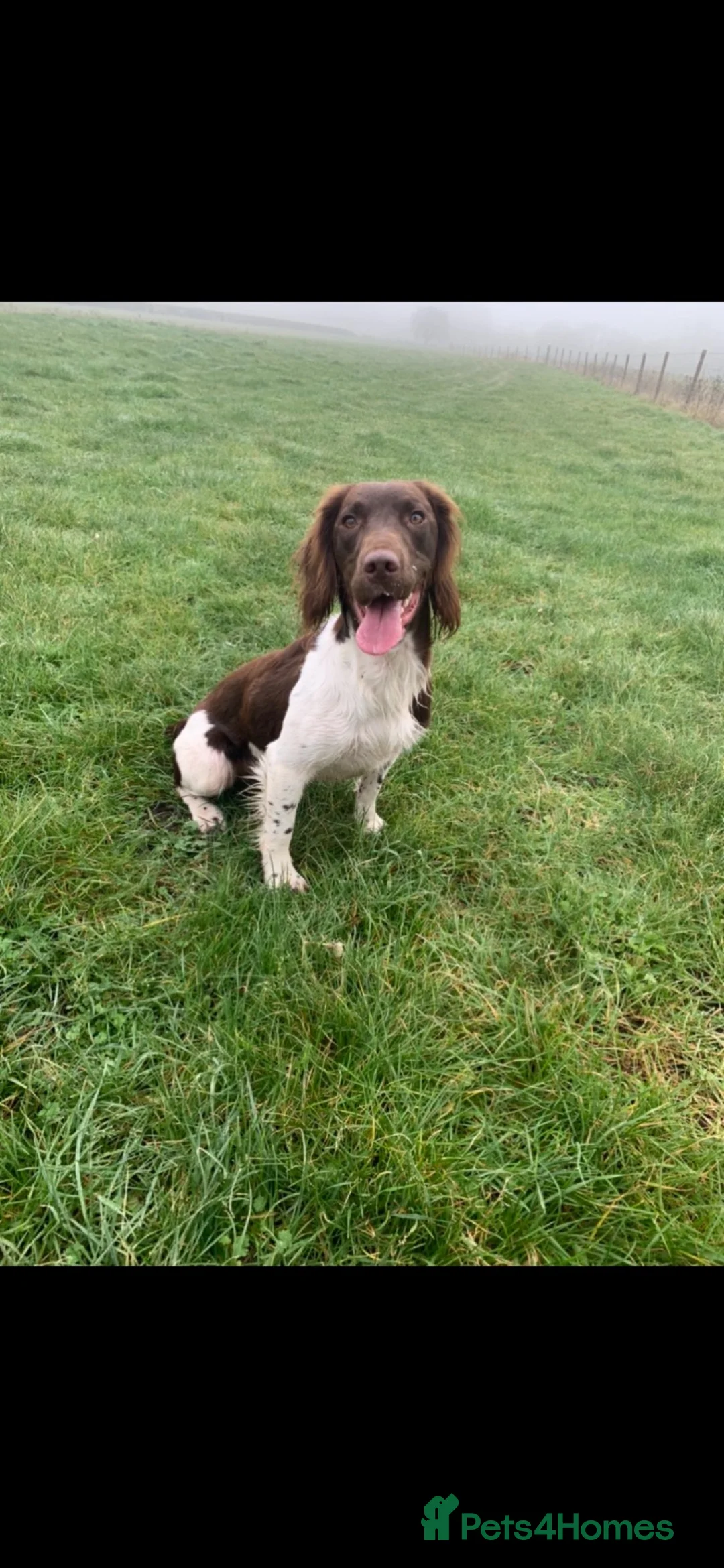English Springer Spaniel dogs for stud: KC English springer spaniel at stud  - Advert 4