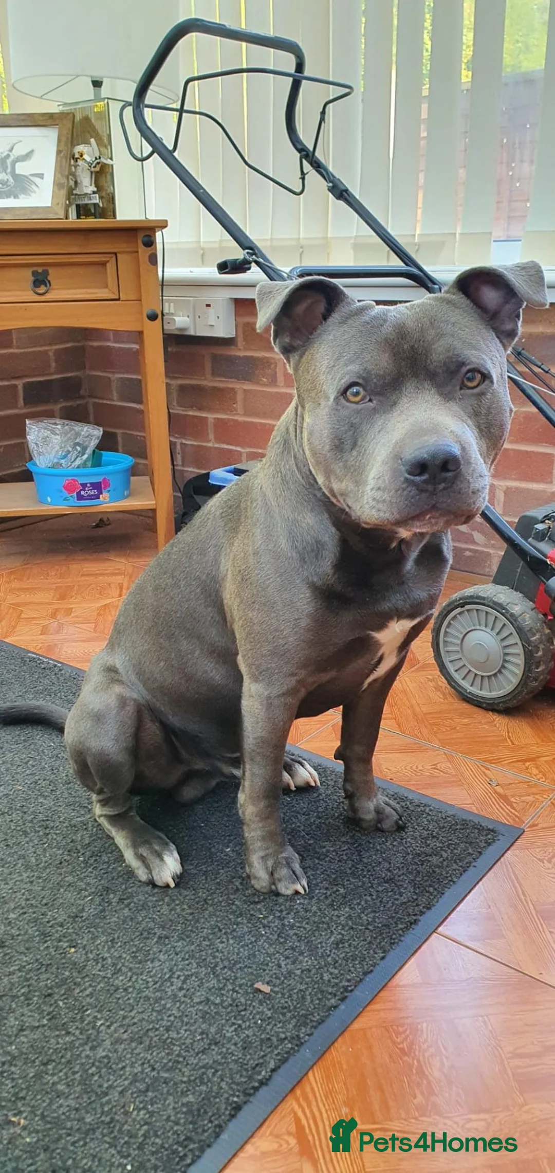 Staffordshire Bull Terrier dogs for stud: Male for Stud - "Sexy Rexy"  in Wolverhampton - Advert 2