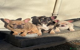 French Bulldog dogs for sale: Frenchies  - Image 2