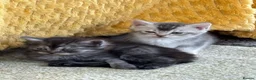 British Shorthair cats for sale: Stunning set of British blues - Advert 3