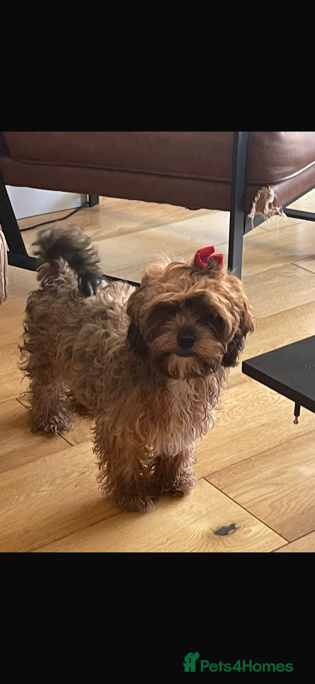 Shihpoo dogs for sale: 2 Shihpoo girls, microchipped,rabies vaccinated - Advert 2