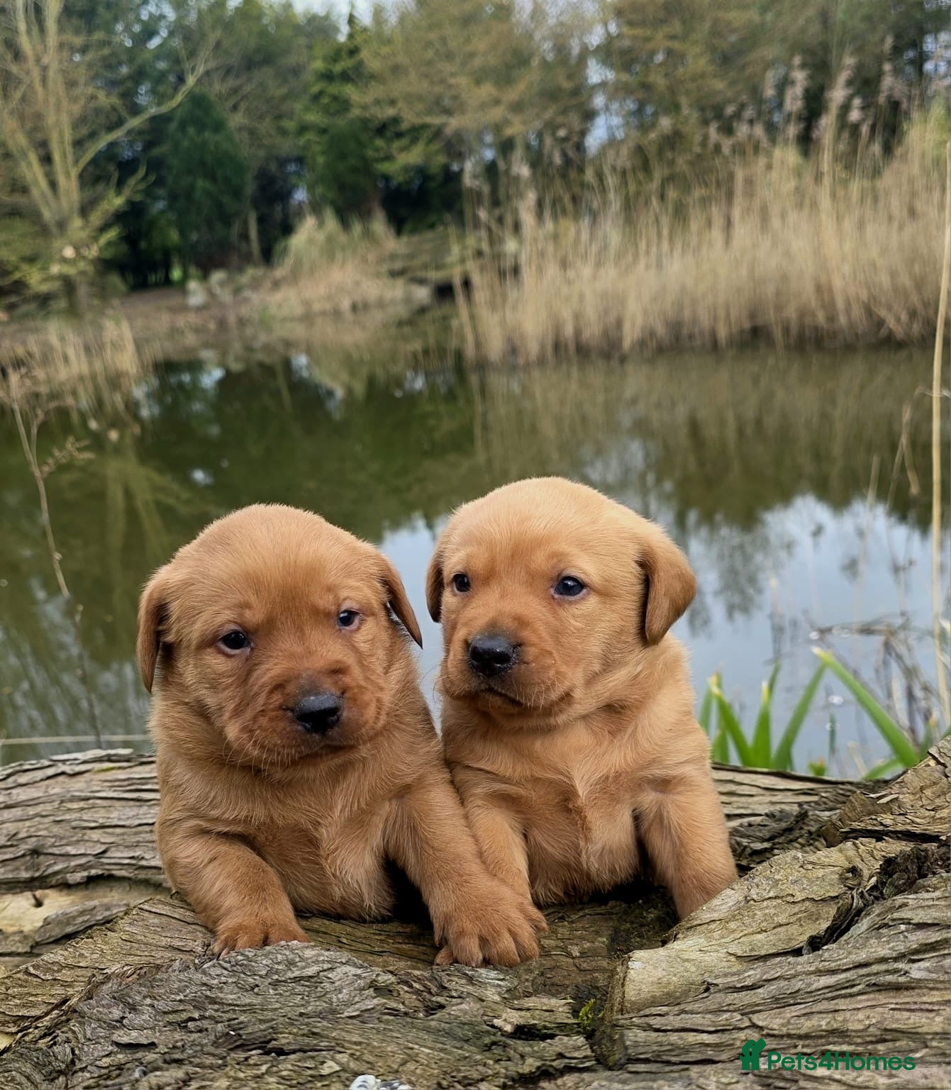 Labrador Retriever dogs Stunning Fox red labrador puppies READY NOW - Advert 2