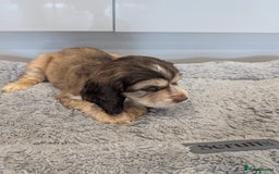 Cocker Spaniel dogs for sale: Show type cocker spaniel  - Image 20