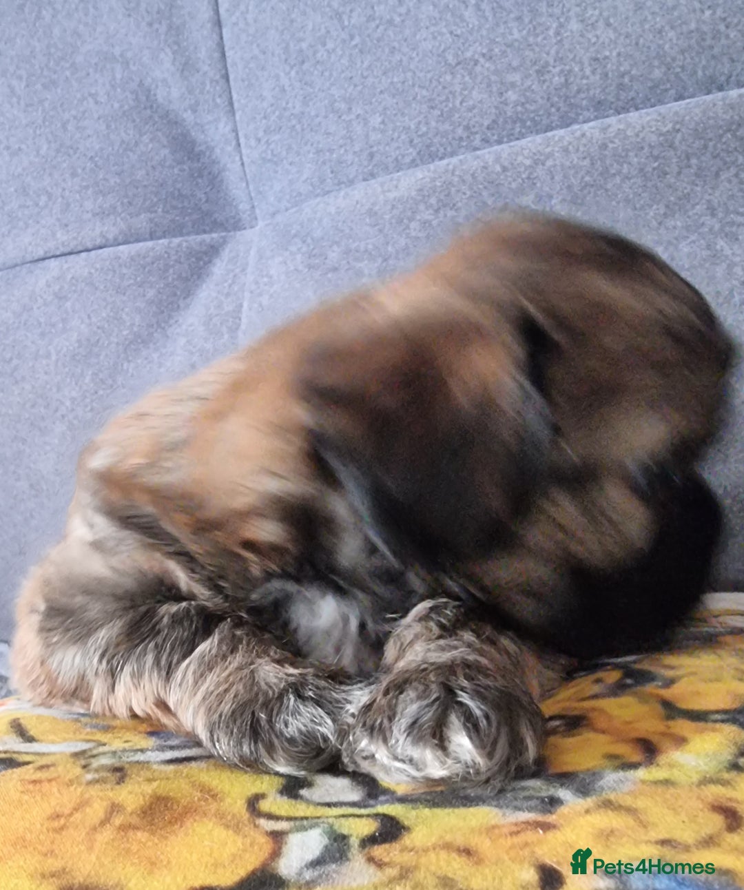 Shih Tzu dogs for sale: Shihtzu pupies. - Image 3