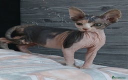 Sphynx cats for sale: Beautiful blue-eyed Sphynx kitten for sale  - Image 4