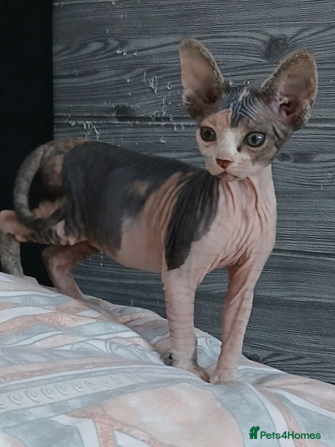 Sphynx cats for sale: Beautiful blue-eyed Sphynx kitten for sale  - Image 4