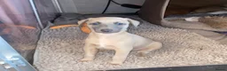 Whippet dogs for sale: SOLD -Male whippet puppy - Advert 13