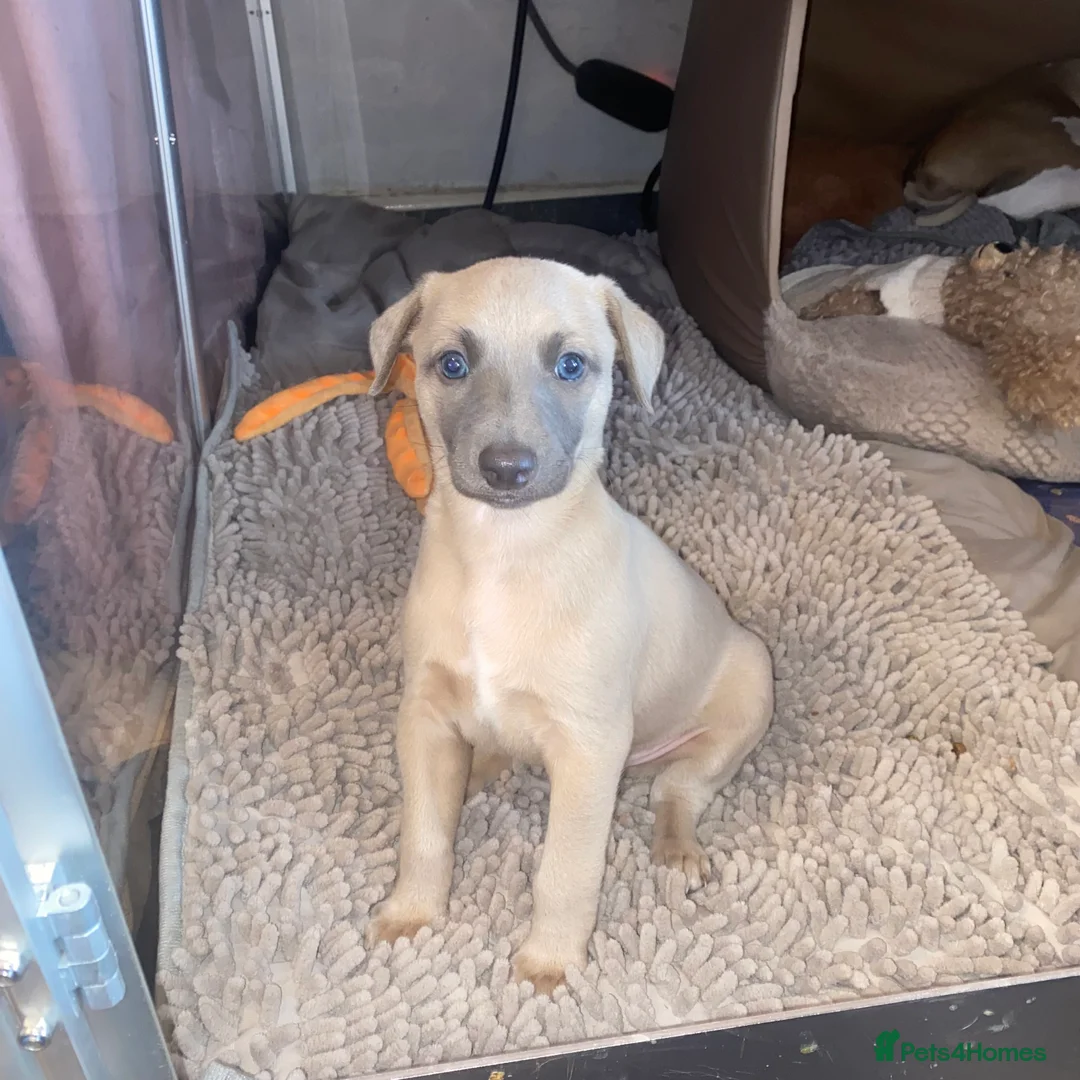 Whippet dogs for sale: SOLD -Male whippet puppy - Advert 13