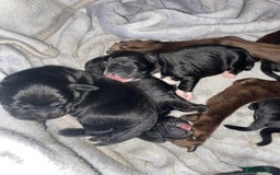 Mixed Breed dogs for sale: Beautiful pointer lab puppies!  - Image 6