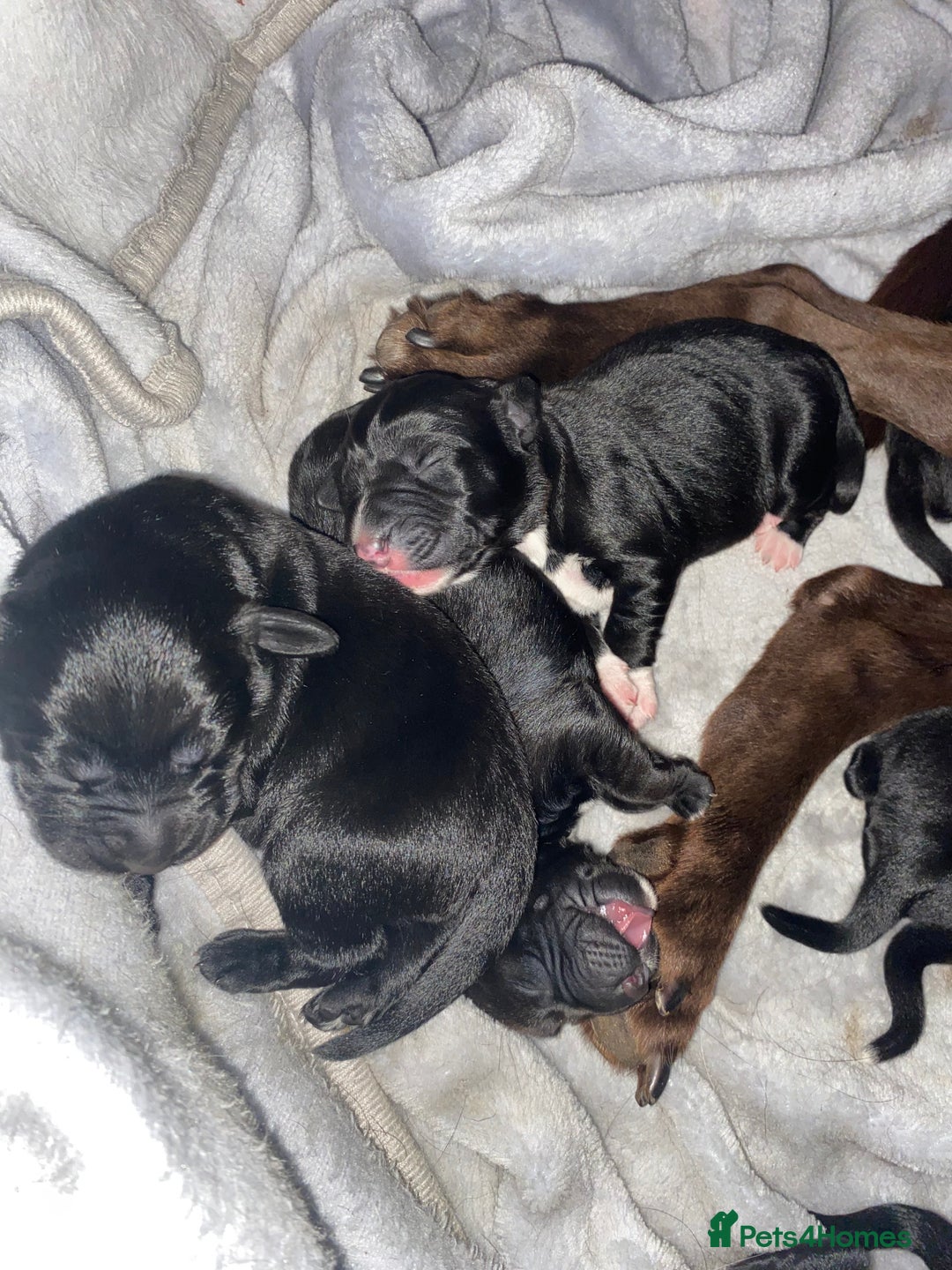 Mixed Breed dogs for sale: Beautiful pointer lab puppies!  - Image 6