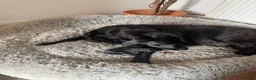 Labrador Retriever dogs for sale: 8 Black Labrador Pups in Hexham - Advert 6