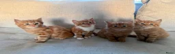 Mixed Breed cats for sale: Beautiful fluffy ginger kittens  - Advert 7