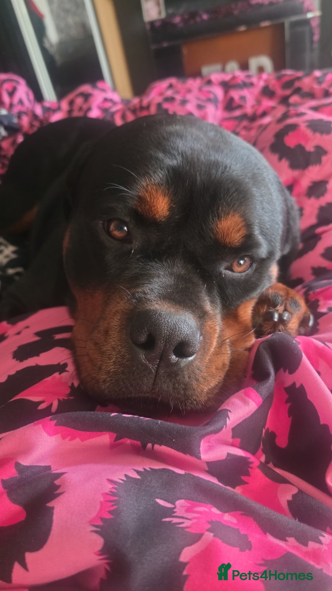 Rottweiler dogs for sale: Kc rottweiler  - Advert 12