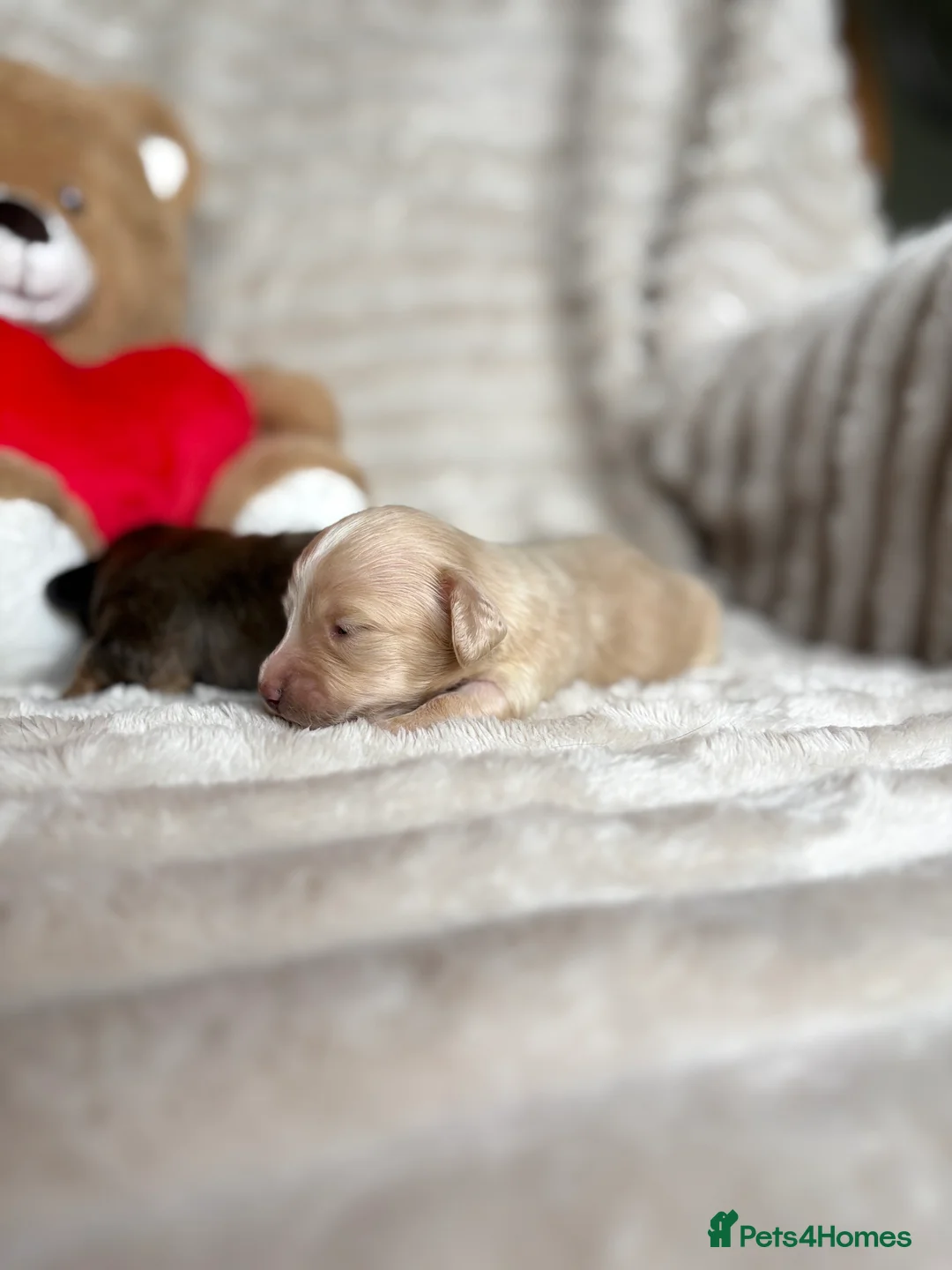 Miniature Dachshund dogs for sale: KC CREAM LONG HAIRED MINIATURE DACHSHUNDS🤍 - Advert 7