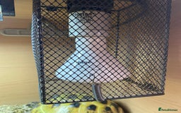 Tortoise reptiles for sale:  Horsefield Tortoise and Full Vivarium Set Up  - Image 3