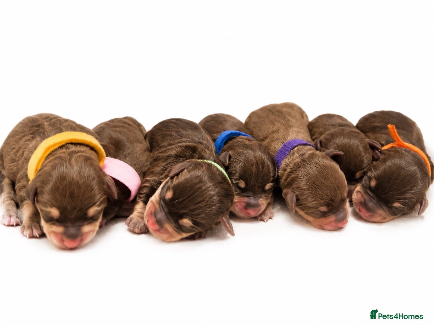 Schnauzer dogs Asian Toy & Mini Schnauzer’s First In UK - Advert 1