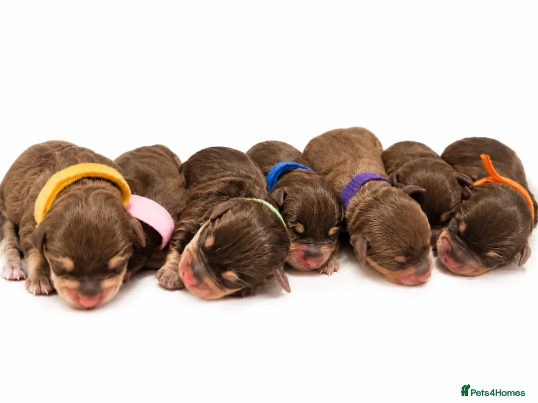 Schnauzer dogs for sale: Asian Toy & Mini Schnauzer’s First In UK in Stevenage - Advert 1
