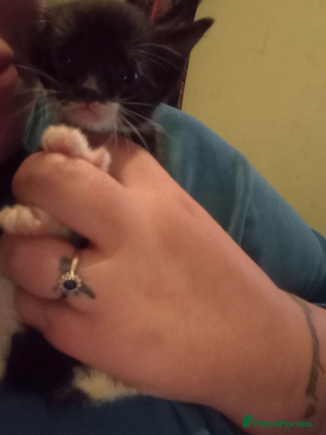 Mixed Breed rabbits for sale: 2 KITTENS LEFT ready now REDUCED STILL AVAILABLE  - Advert 3