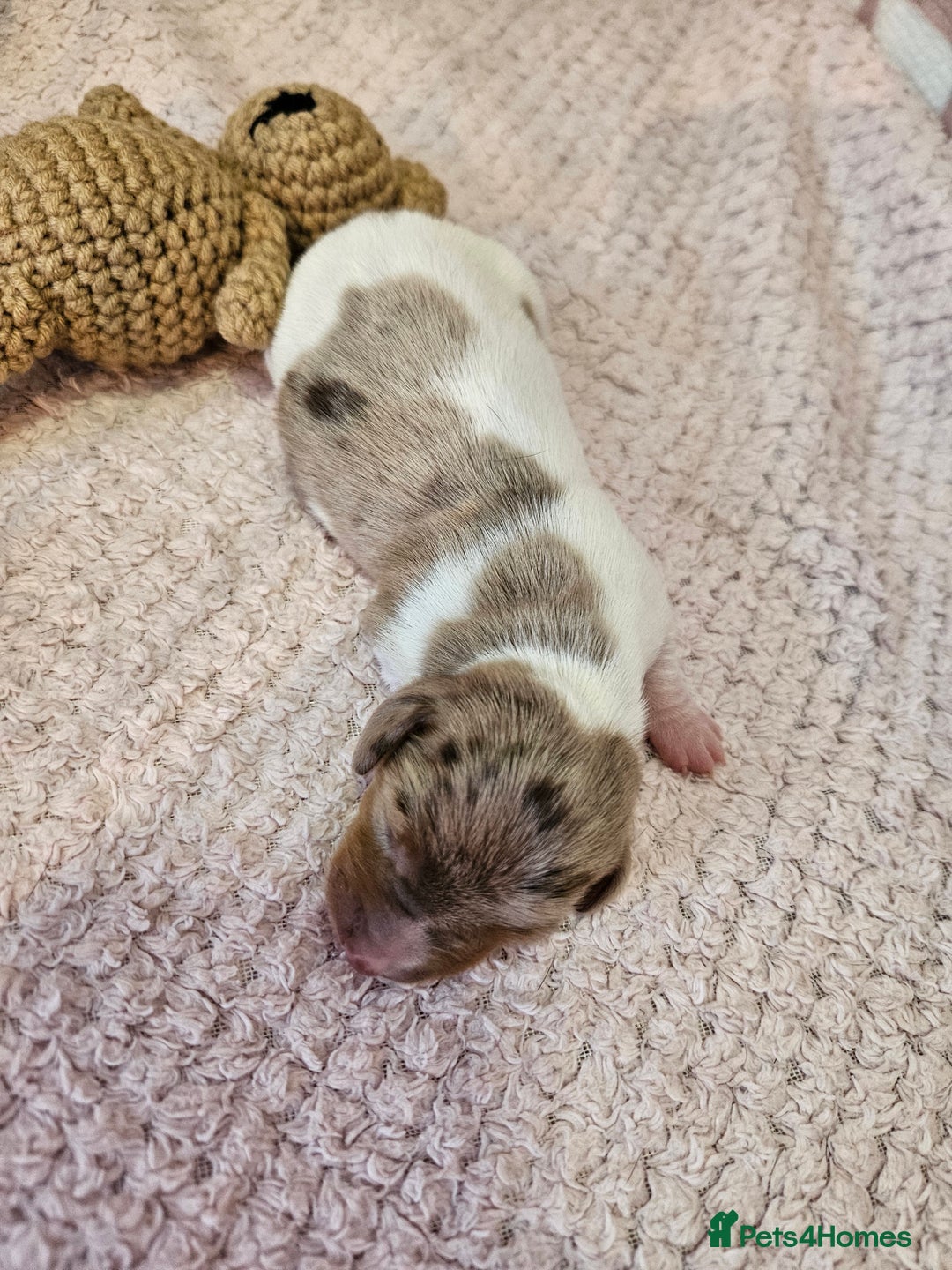 Miniature Dachshund dogs for sale: Stunning KC miniaturedachshunds KC - Advert 30