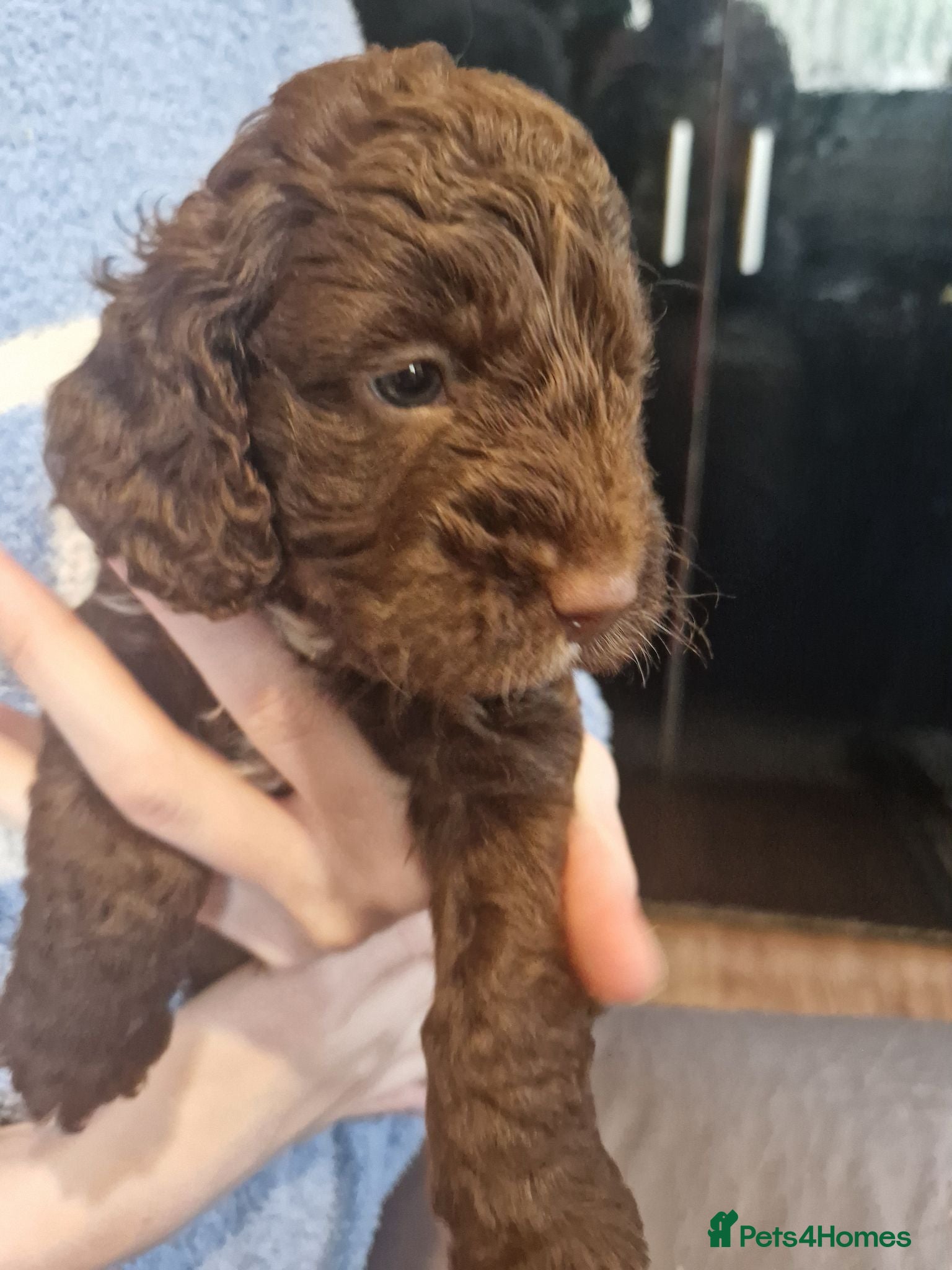 Cockapoo dogs Cockapoos - Advert 16