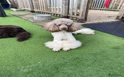 Sheepadoodle dogs for sale: Sheepadoodle puppies F1 - Image 7