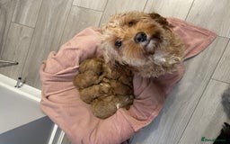 Cavapoo dogs for sale: Beautiful Ruby Cavapoos  - Advert 2
