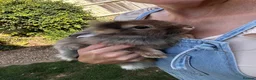Lionhead rabbits for sale: Various Lionhead rabbit babies £45 each - Advert 3