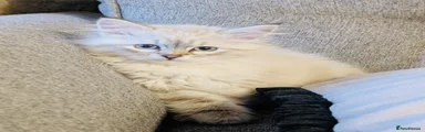Siberian Kitten 4
