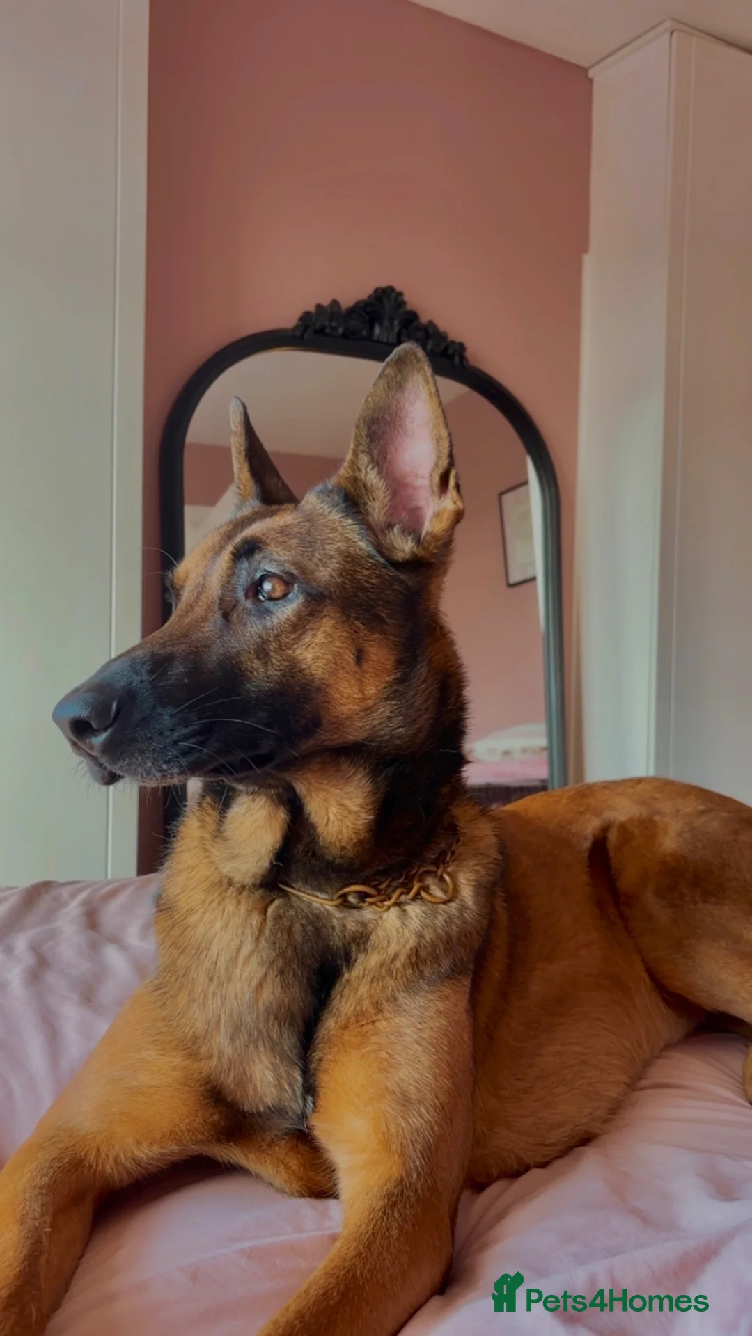 Belgian Shepherd Dog dogs for sale: Beautiful Athena in Oldham - Advert 2