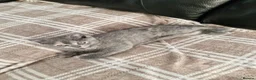Scottish Fold cats for sale: Scottish Fold Kittens Looking for Their Homes  - Advert 7