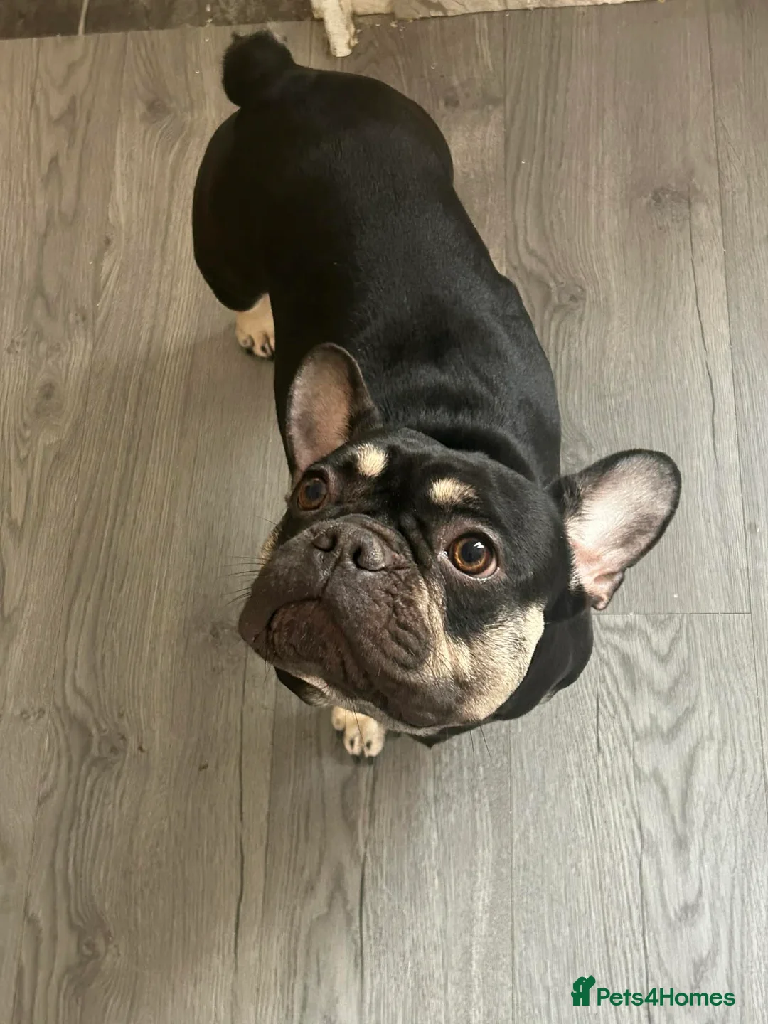 French Bulldog dogs for sale: female french bulldog - Advert 1