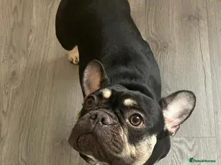 French Bulldog dogs female french bulldog - Advert 1