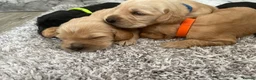 Cockerdor dogs for sale: Cockerdor Puppys 🐾 - Advert 6