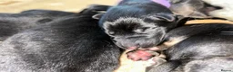 German Shepherd dogs for sale: Dm clear German shepherd pups born on the 19th sep - Advert 7