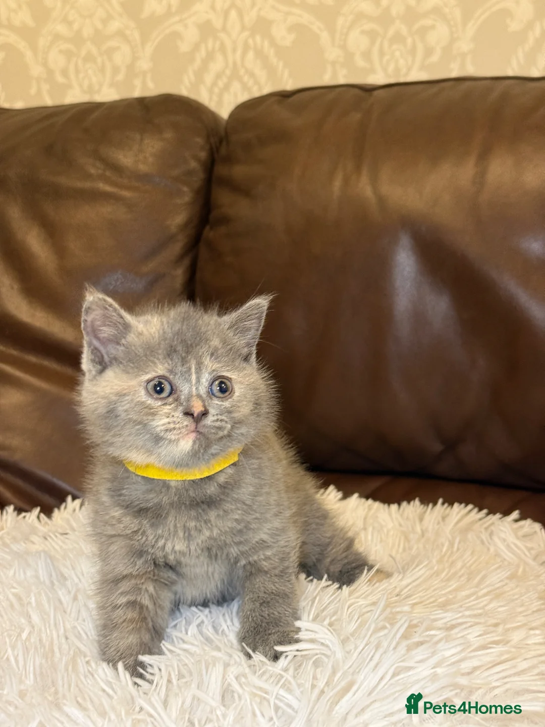 British Shorthair cats for sale: Beautiful British Short Hair  - Advert 1