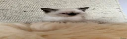 Selkirk Rex cats for sale: Selkirk rex kittens  - Advert 18