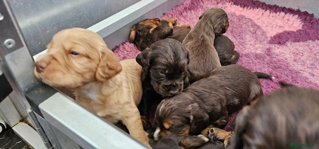 Cocker Spaniel dogs for sale: 8 AMAZING KC REG WORKING COCKER SPANIEL PUPPIES - Image 11