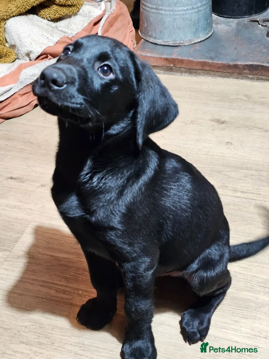 Labrador Retriever dogs for sale: Beautiful black lab boy puppy - Advert 2