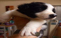 Border Collie dogs for sale: Border Collies for sale - Image 38