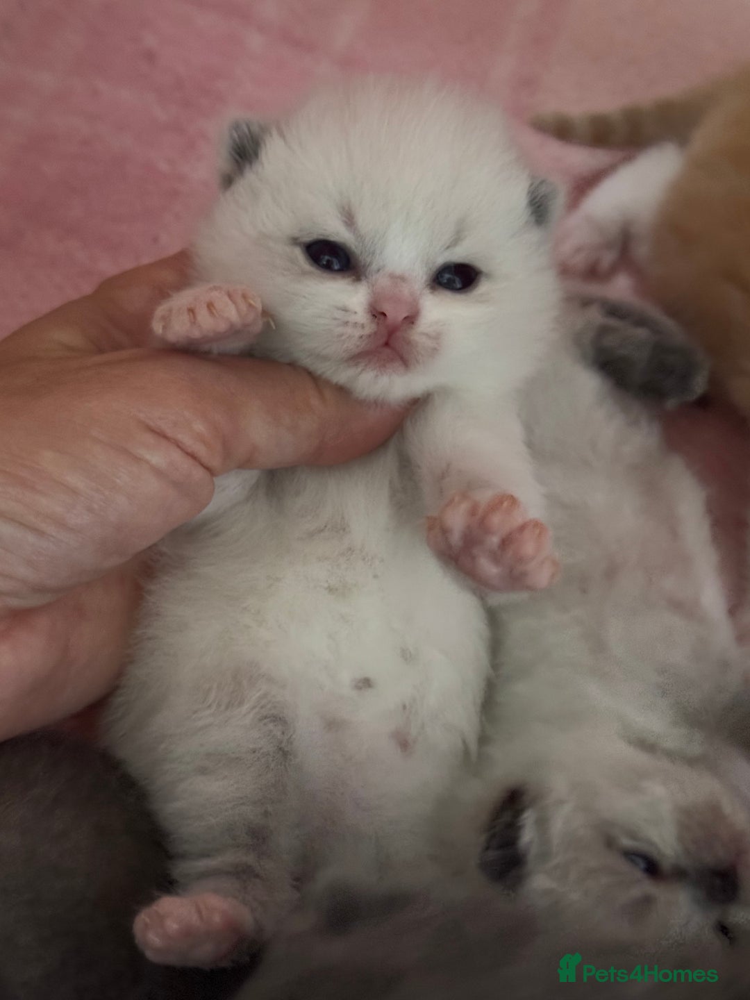 British Shorthair cats for sale: TICA registered colourful littler of BSH kittens  - Image 6