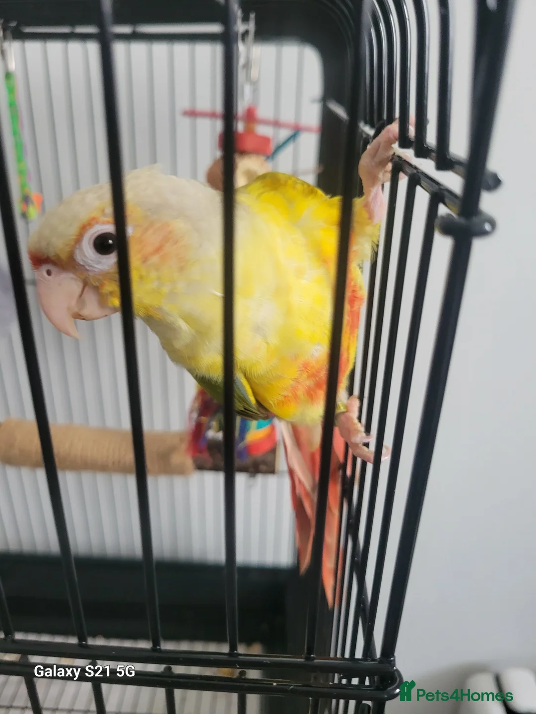 Conures birds for sale: Pyrrhura Moline pineapple  - Advert 4